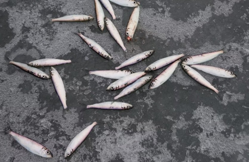 Heidi Leyser-Kopra (@leyserkopra) on Twitter photo 