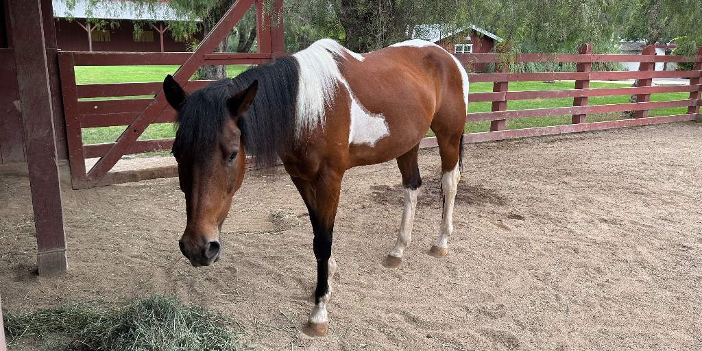 Meet Preston's new pal, Cody, the American Paint Horse. He will be visiting Rancho Los Alamitos for a while. Is he adorable, or what?  #americanpainthorse #rancholosalamitos #shirehorse #rancho #horse