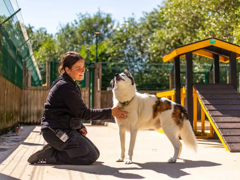 AdoptionsUk's tweet photo. Please retweet to help Rascal find a home #MANCHESTER #UK  

Wonderful personality, Husky x Collie aged 8+. He can live with children aged 11+ as the only pet.
He's loves soft toys and ham! 🥪 
Please give him an extra share 

DETAILS and APPLY👇
https://t.co/RYqEauazLD…
#dogs https://t.co/IDgJadnoXs