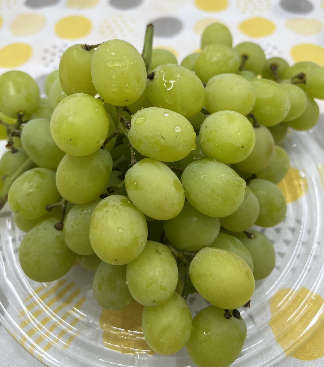 NIJIYAMARKET's tweet photo. Taste of Autumn 🍂
MUSCUT GRAPES
美味しいブドウをどうぞ😘
#nijiyamarket #tasteofautumn #muscut #ニジヤ #秋の味覚 #食欲の秋 https://t.co/Ay0Q3RqVlk