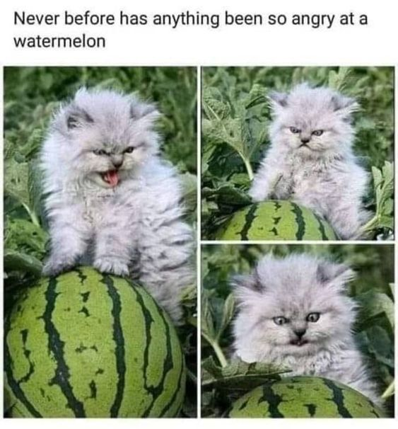 WholesomeMeme's tweet photo. https://t.co/VFxUdDuoGc