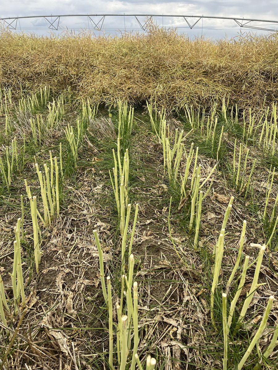 BY_DougSenko's tweet photo. The wait is over and we get to see how the PRG established under LL canola in SW SK under irrigation.  Very impressed with results so far. @BrettYoungSeeds https://t.co/tyw5yT06Fj