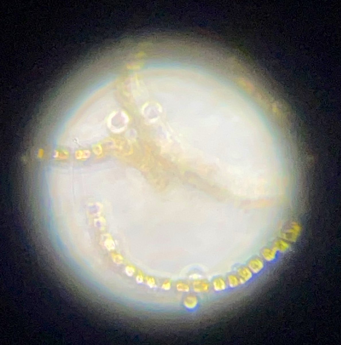 Anna Junker Olesen (@ajolesen) on Twitter photo Recently returned from research trip to Disko island (Qeqertarsuaq) thanks to <a href="/Carlsbergfondet/">Carlsbergfondet</a>. Bringing home a broad variety of samples and cultures. One of these, life cultured Chaetoceros spp. are here producing and releasing oxygen. What is life! <a href="/NHM_Denmark/">NaturalHistoryDK</a> #phytoplankton Recently returned from research trip to Disko island (Qeqertarsuaq) thanks to <a href="/Carlsbergfondet/">Carlsbergfondet</a>. Bringing home a broad variety of samples and cultures. One of these, life cultured Chaetoceros spp. are here producing and releasing oxygen. What is life! <a href="/NHM_Denmark/">NaturalHistoryDK</a> #phytoplankton
