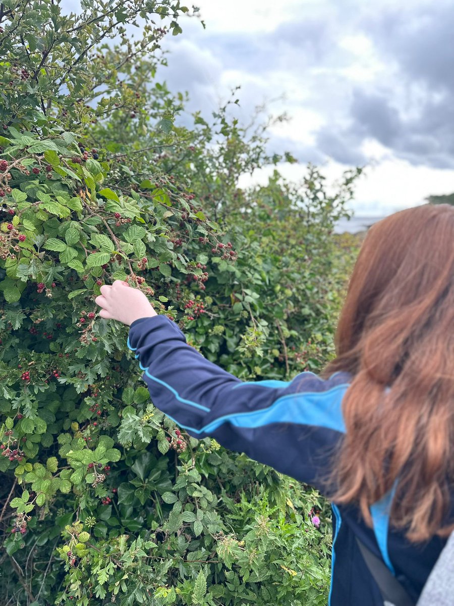 English_BASFC's tweet photo. Year 8 and 14 sponsored walk; raising school funds, bonding and a snippet of Heaney. 

“Late August, given heavy rain and sun
For a full week, the blackberries would ripen.
At first, just one, a glossy purple clot
Among others, red, green, hard as a knot.” https://t.co/JBnXxUFnaj