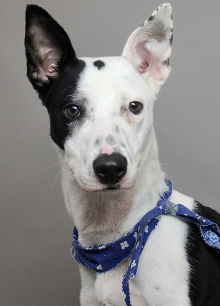Parks Paws Pet of the Week!   🐾 Meet Lola🐾
She is a seven-month-old female Terrier mix. Plenty of love and energy in this kiddo, waiting for her family.  For info on this girl visit: spr.ly/6019PswmH