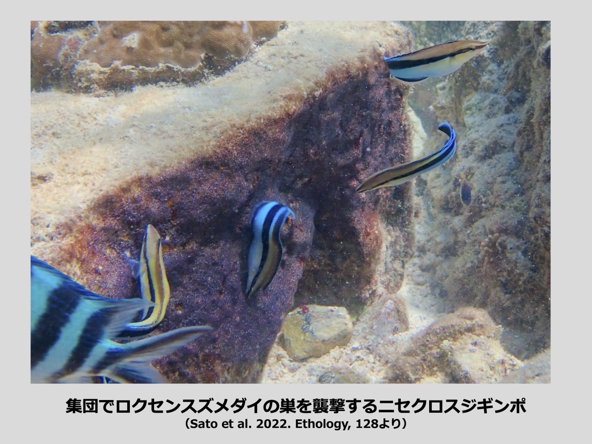 魚類学会 9月2日, 09:30ー09:45
『ニセクロスジギンポの共同捕食：役割分担してスズメダイ科の産卵床を襲撃する』

というタイトルで口頭発表します。沖縄のサンゴ礁で毎日潜って観察して分かってきたニセクロたちの卵食戦術について報告します。ぜひお楽しみください〜