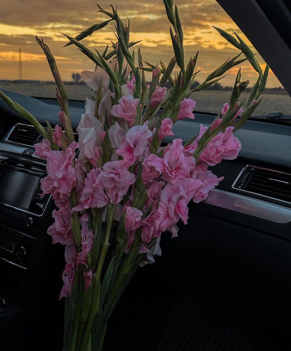 prettiestavenue's tweet photo. gladiolus flowers <3 https://t.co/YrruHekMCu