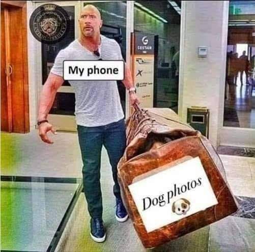 Dog Friendly Scene (@dog_f_scene) on Twitter photo 