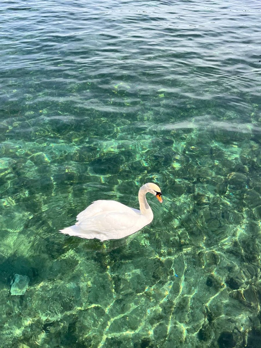 The best and most beautiful things in the world cannot be seen or even touched， they must be felt with heart。