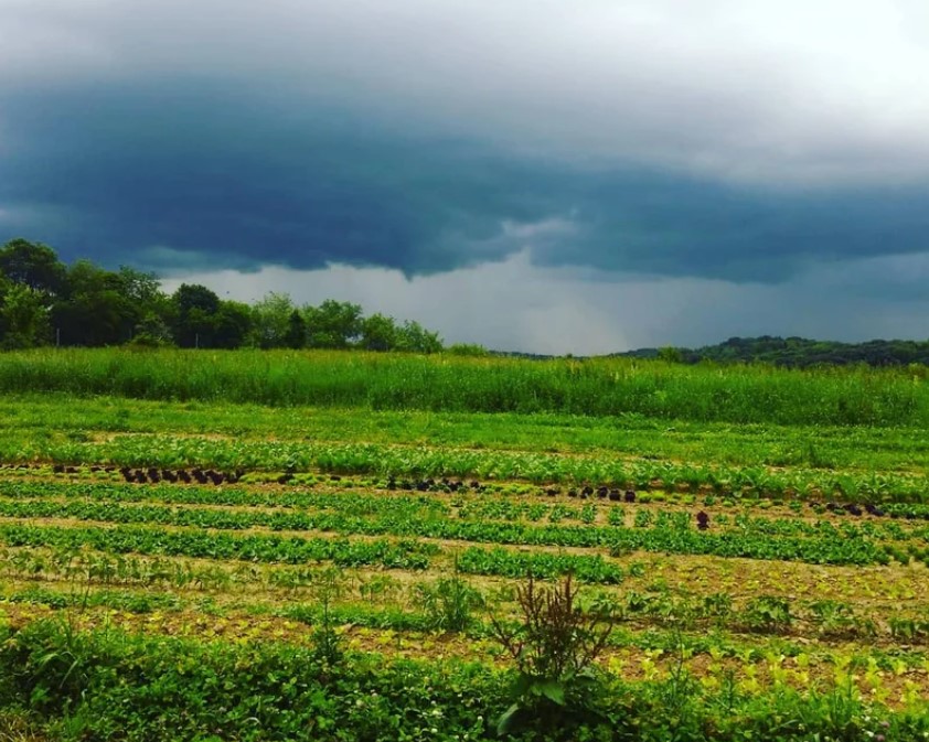 Blackberry Meadows tweet media