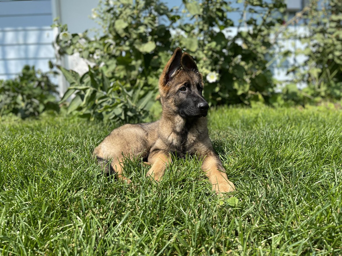 MargoBowerman's tweet photo. Meet Rubix Cube!  Travelled across 7 states for him.  Working hard not to have him live in the shadow of Orri. https://t.co/fxXp7Y8TBV