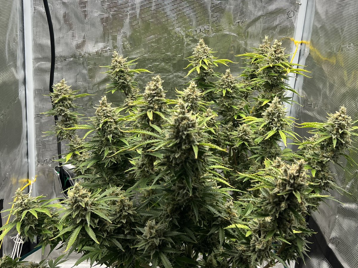 dj_ryzn's tweet photo. She is popping today! Keep kinda like #brucebanner when he is hulking out! Bruce Banner auto by ilgm day 108 #microgrow #growyourown https://t.co/7k3ehHCGu3
