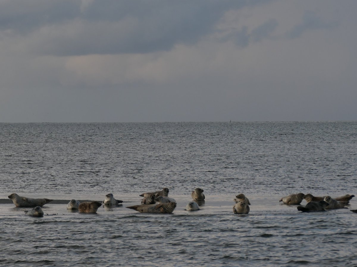 Dagje wad #rottumeroog <a href="/staatsbosbeheer/">Staatsbosbeheer</a>