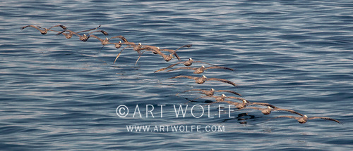 artwolfe's tweet photo. #MondayMotivation Once on the endangered species list after astounding losses due to DDT, brown pelican populations have rebounded. They were delisted in 2009.

https://t.co/7iLJGjtVpi

#WinforWildlife #ExploreCreateInspire #CanonLegend #Birdphotography #conservationsuccess https://t.co/wSelFj8IT8