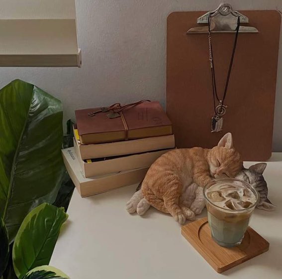 WeAssessCats's tweet photo. me &amp; who https://t.co/vqa42f5fAv
