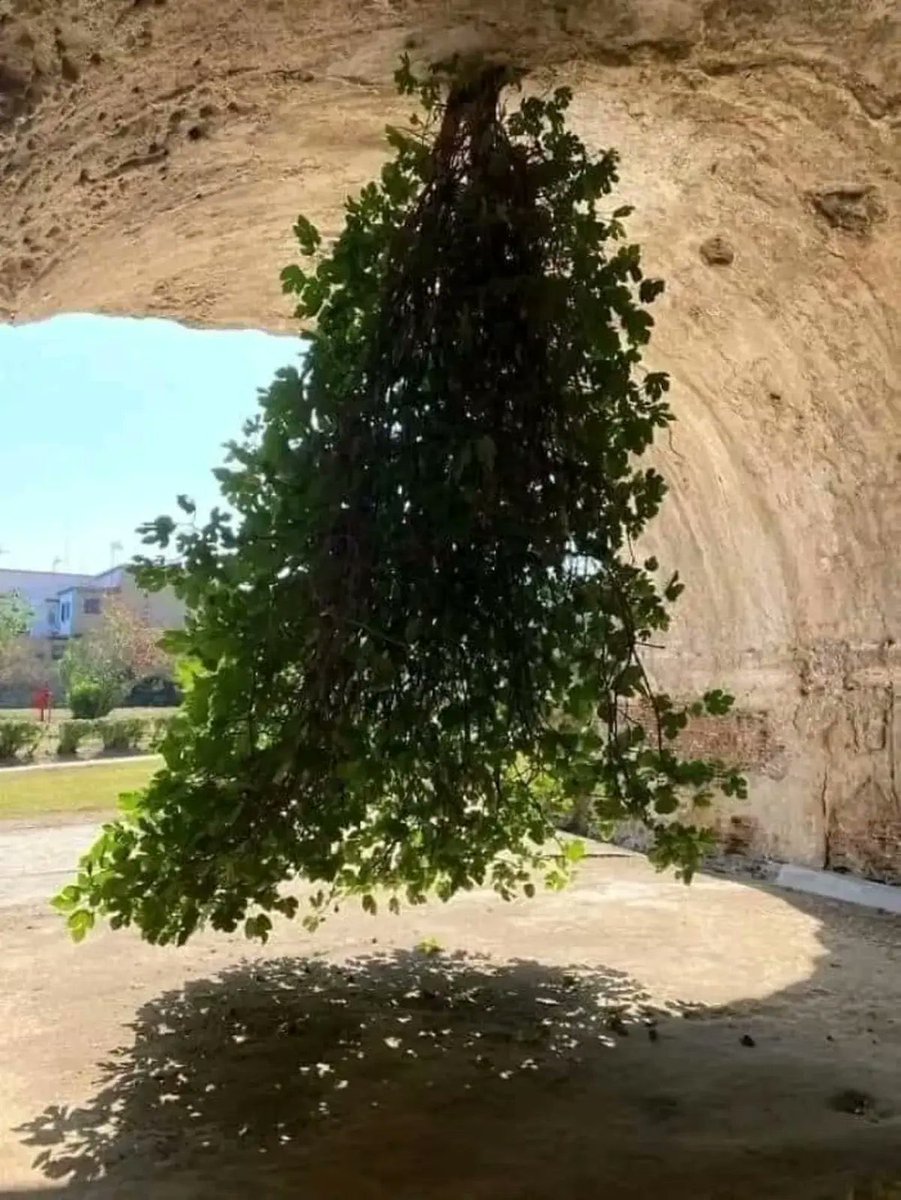 InformaCosmos's tweet photo. Un árbol aferrado a mantenerse vivo. https://t.co/xVmAgShEVD