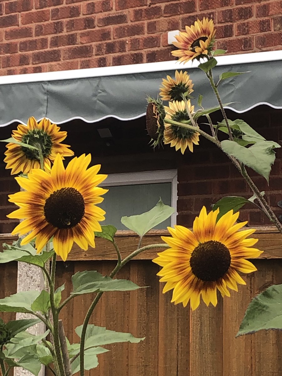 Nig65's tweet photo. Another good year for my Sunflower https://t.co/0rBPxGEns1