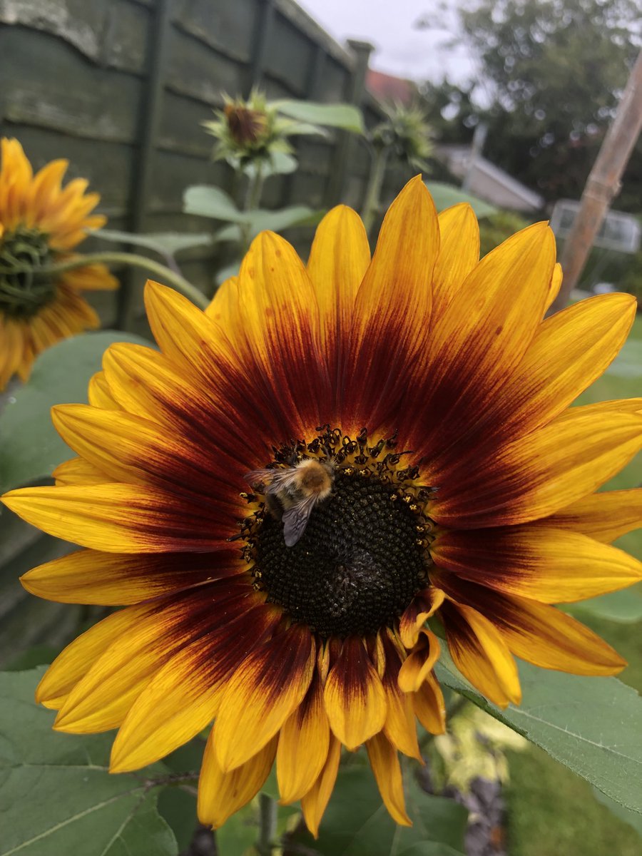 Nig65's tweet photo. Another good year for my Sunflower https://t.co/0rBPxGEns1