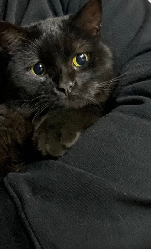 Yazıq yazq durduğuna baxmayın. Dünən qonşunun quşunu yeyib🤦

 Qonşu tərəfindən axtarışdadı 😁