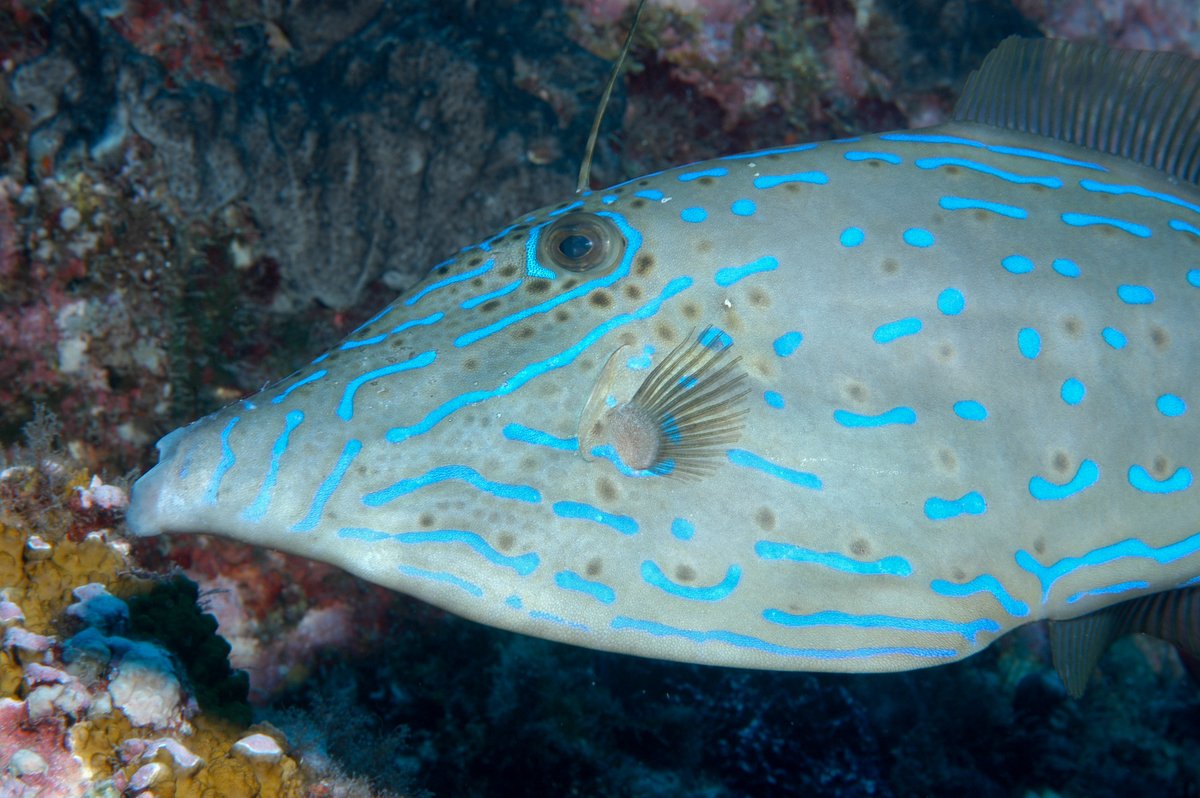 FGBNMS's tweet image. What are those markings on this fish? Are they some kind of #SecretCode?
No, they're just random marks that look like they were written in a hurried, careless way. That's why this fish is known as the #ScrawledFilefish!
#FishFace