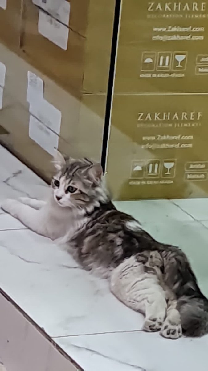 faiza abdulla tweet media