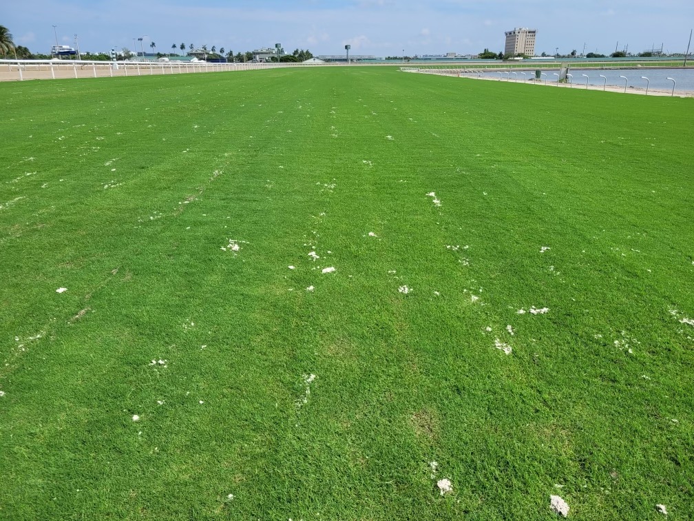 BethelFarms's tweet photo. We're thrilled to share some fantastic news – the beautiful and resilient BIMINI® Bermuda has found its new home at Gulfstream Park in Hallandale, Florida! 🏇 Thanks to Madina Sod Corporation for the installation.

#BiminiBermuda #gulfstreampark #horseracing https://t.co/y93ZYX6ghS