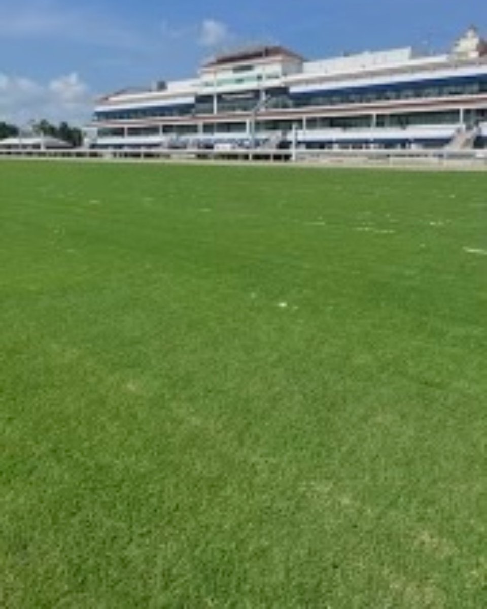 BethelFarms's tweet photo. We're thrilled to share some fantastic news – the beautiful and resilient BIMINI® Bermuda has found its new home at Gulfstream Park in Hallandale, Florida! 🏇 Thanks to Madina Sod Corporation for the installation.

#BiminiBermuda #gulfstreampark #horseracing https://t.co/y93ZYX6ghS