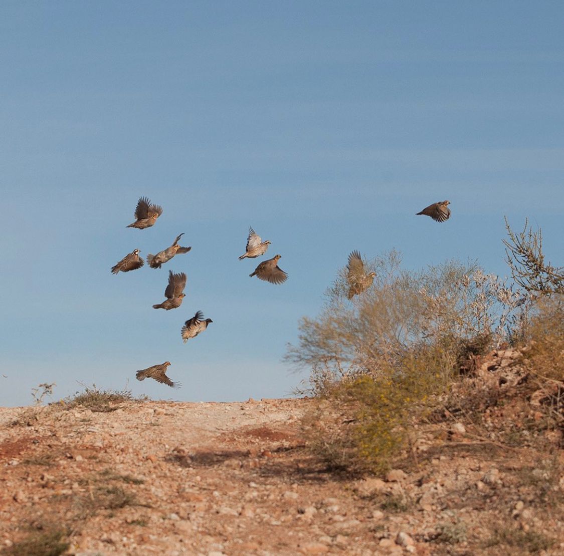 espamerica's tweet photo. When quail hunting, the ability to detect a nearby covey flushing up is crucial. With ESP, you can enjoy amplified sound and enhanced tone quality, providing you with a distinct advantage during your hunt.

#ESP #heareverything #earprotection #quailhunting #hunting #hunter #apex https://t.co/FRjQK05k3w