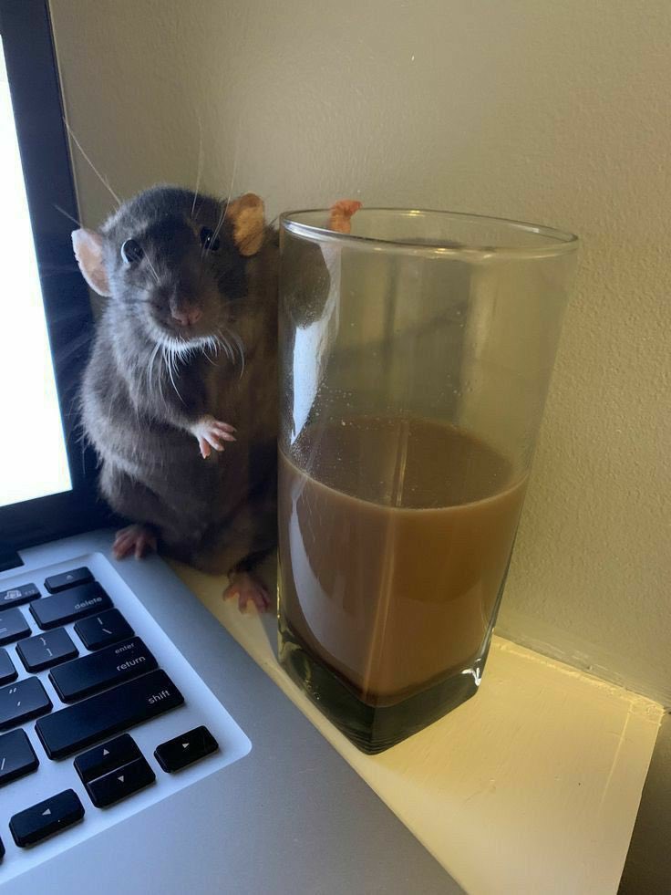 Achei uma foto salva do <a href="/punksemgang/">índio</a> na galeria.