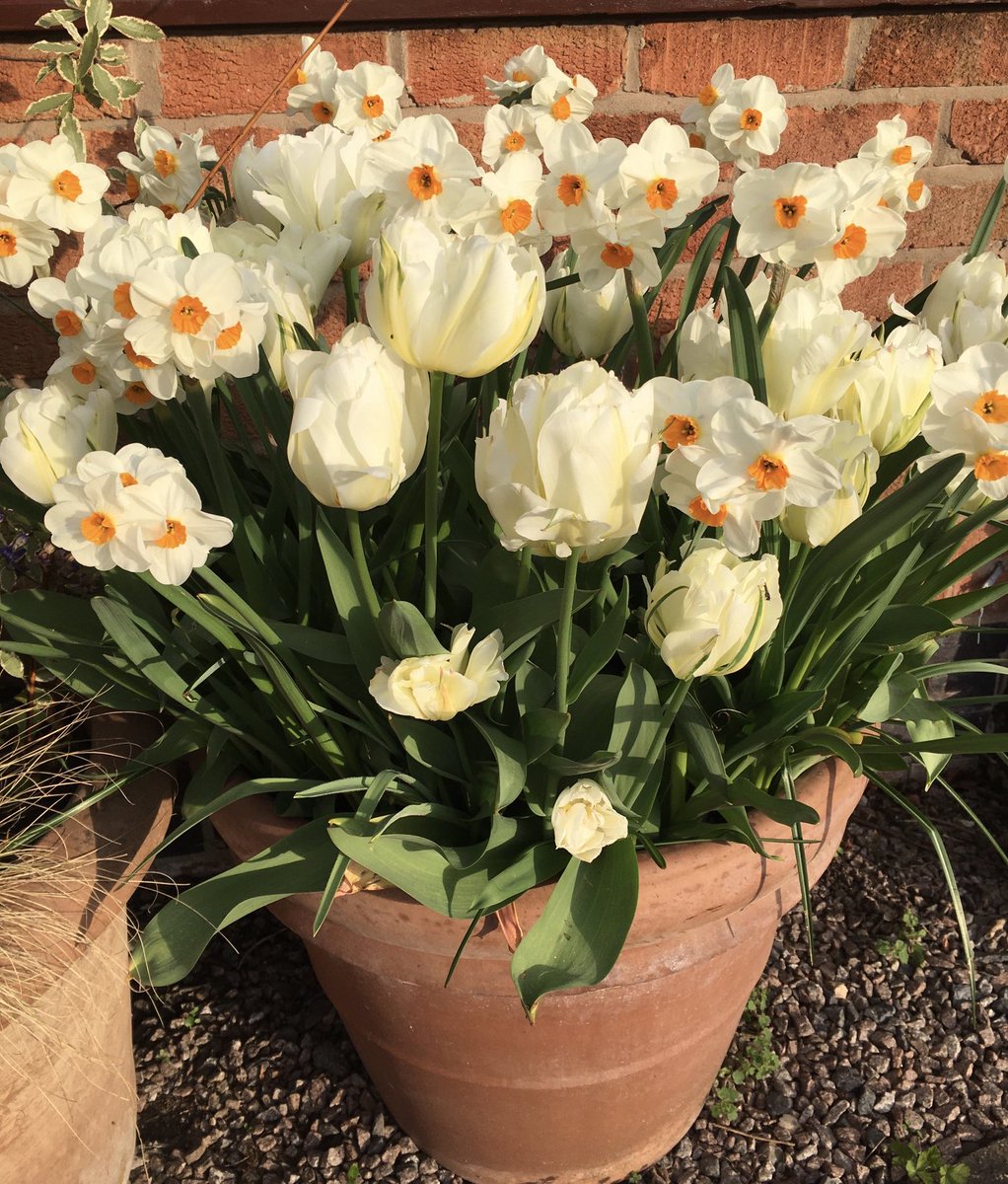 Some inspiration for bulb planting. New blog post at bramblegarden.com #tulips #daffodils #spring #bulbs #cutflowers #flowers