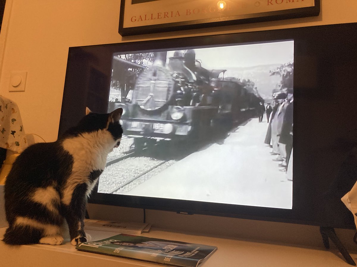 Mrrraou's tweet image. Alors yparait les humains la première fois ils ont eu peur alors moi j’ai pas peur moi faut dire j’ai l’habitude que Bipède regarde des trains dans la télé mais j’aime mieux quand c’est des chats enfaite.