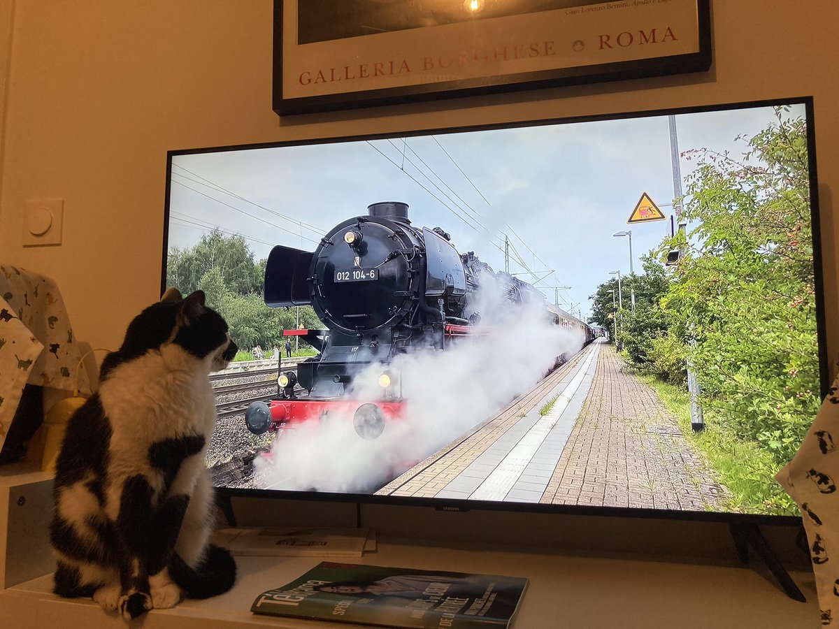 Mrrraou's tweet image. Alors yparait les humains la première fois ils ont eu peur alors moi j’ai pas peur moi faut dire j’ai l’habitude que Bipède regarde des trains dans la télé mais j’aime mieux quand c’est des chats enfaite.
