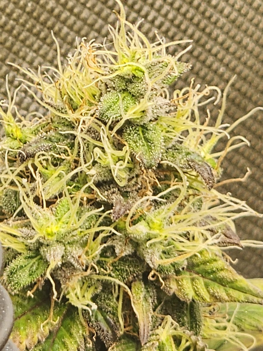 GlazingGrower's tweet photo. 🔥🔥🔥 #bluedream
#genetics @irvineseedco
#nutes @FoxFarmSoil
#house @AcInfinityInc
#growurown #growmies #irvinearmy #luvurself #tryN https://t.co/6GkRASgKb2