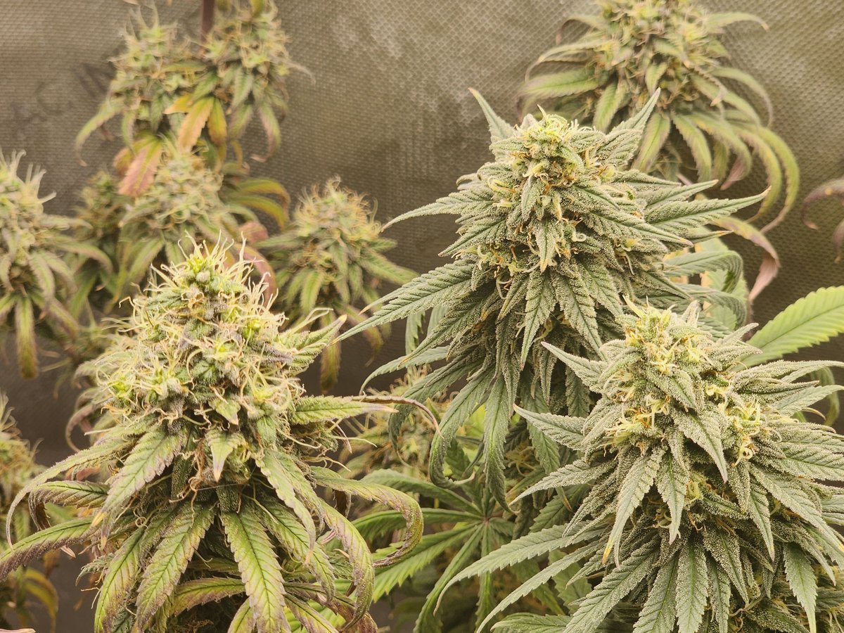GlazingGrower's tweet photo. 🔥🔥🔥 #bluedream
#genetics @irvineseedco
#nutes @FoxFarmSoil
#house @AcInfinityInc
#growurown #growmies #irvinearmy #luvurself #tryN https://t.co/6GkRASgKb2