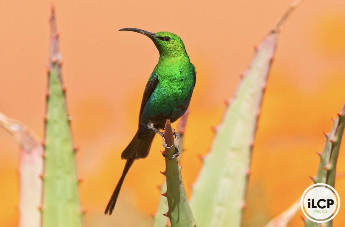 ILCP's tweet photo. Male Malachite Sunbird, Namaqua National Park, South Africa
© Peter Chadwick / iLCP
______
#ilcp #ilcp_photographers #wildlifephotography #sunbird #namaquanationalpark #southafricanwildlife #africanwildlife #wildlifeconservation #conservationphotography https://t.co/tAHoyfQNjl