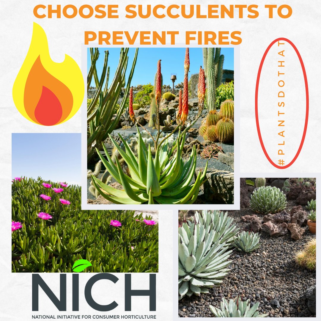 consumerhort's tweet photo. Fire-wise landscape design &amp; proper
placement and maintenance of plants immediately surrounding a home (home ignition zone), can help reduce your home’s vulnerability to wildfire!
https://t.co/6Y5S9W7wMX...
#firesafety
#plantsdothat
#stopwildfire
#landscapedesign
#SaveMotherEarth https://t.co/6YkwaItdbL