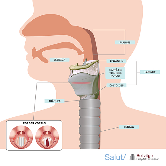 Hospital Universitari Bellvitge | HUB tweet media