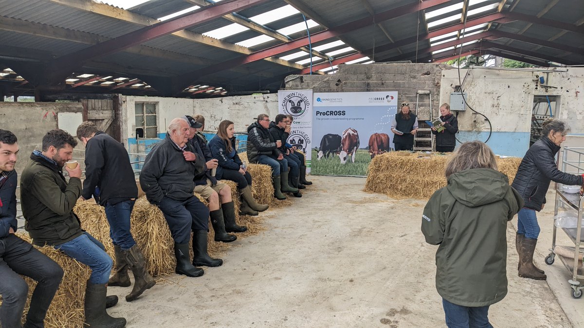 ChewintheCudNut's tweet image. Great morning with @VikingGenUK this morning, with a great host and a good attendance #ProCross #teamdairy