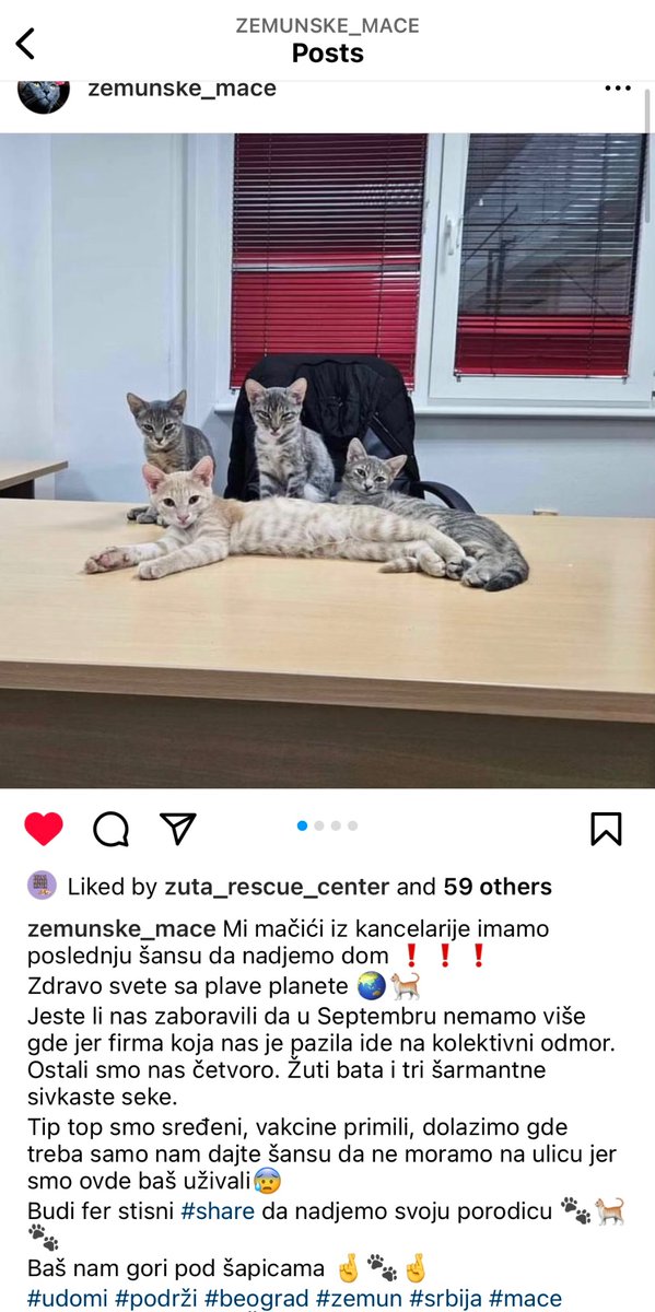 MjauMjau tweet media