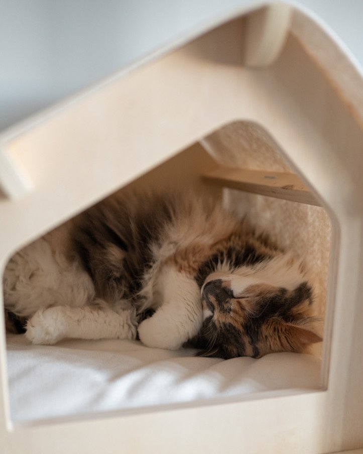 rawrycat's tweet photo. The boss is hiding away in her cabin until Friday 🫣 https://t.co/l9Y4wlln7S