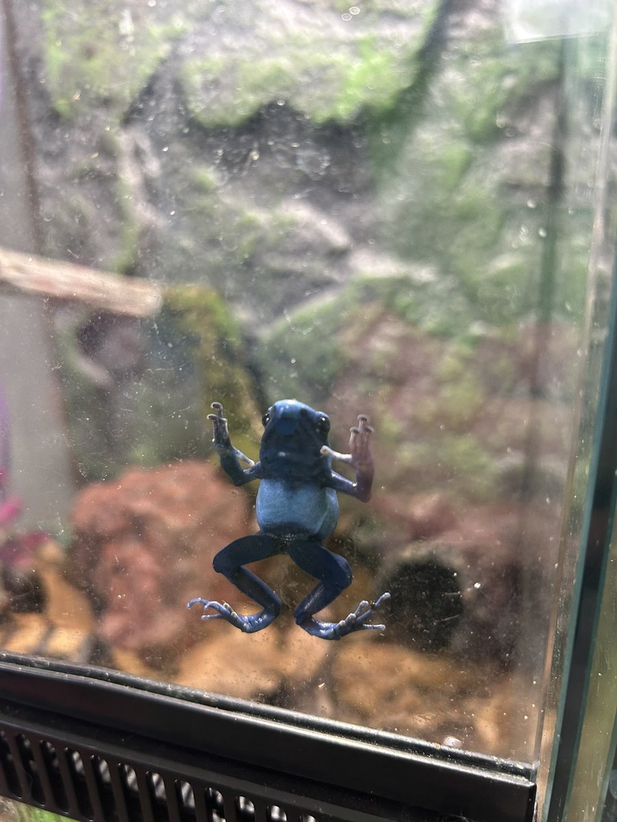 Snoop Frog throwin it up