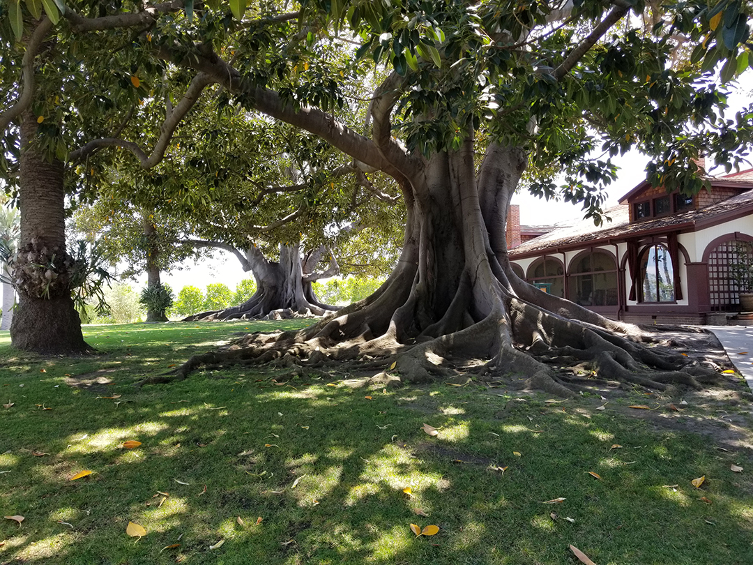 Looking for a shady spot to hang out? Rancho Los Alamitos made the list in the LA Times. As Pat Coil, RLA Volunteer, pointed out, "We're on the map!"  latimes.com/lifestyle/list…