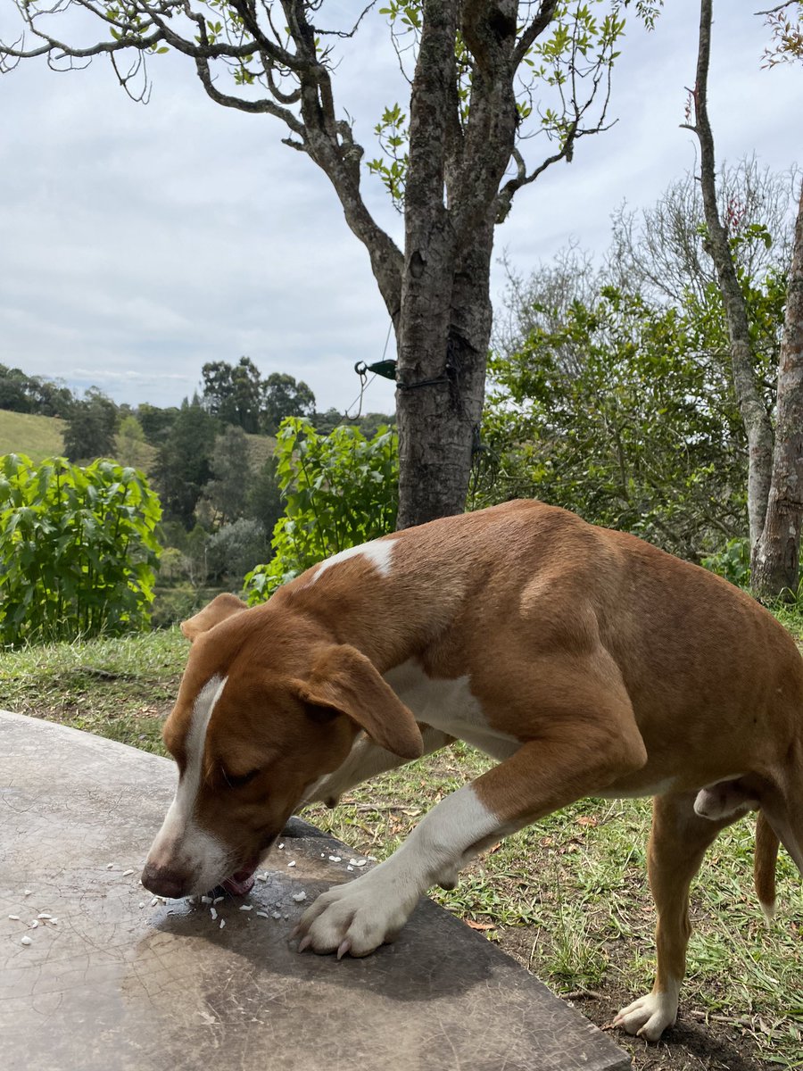lamalapatodos's tweet photo. Hola amicos, vengo a pedir su ayuda, estoy trabajando en una finca en santuario y hay un perrito que unos venezolanos se fueron y dejaron abandonado, y el perrito no puede estar aquí porque se están certificando en unas cosas, además no hay quien se encargue del todo de él https://t.co/lokapQ6oK0