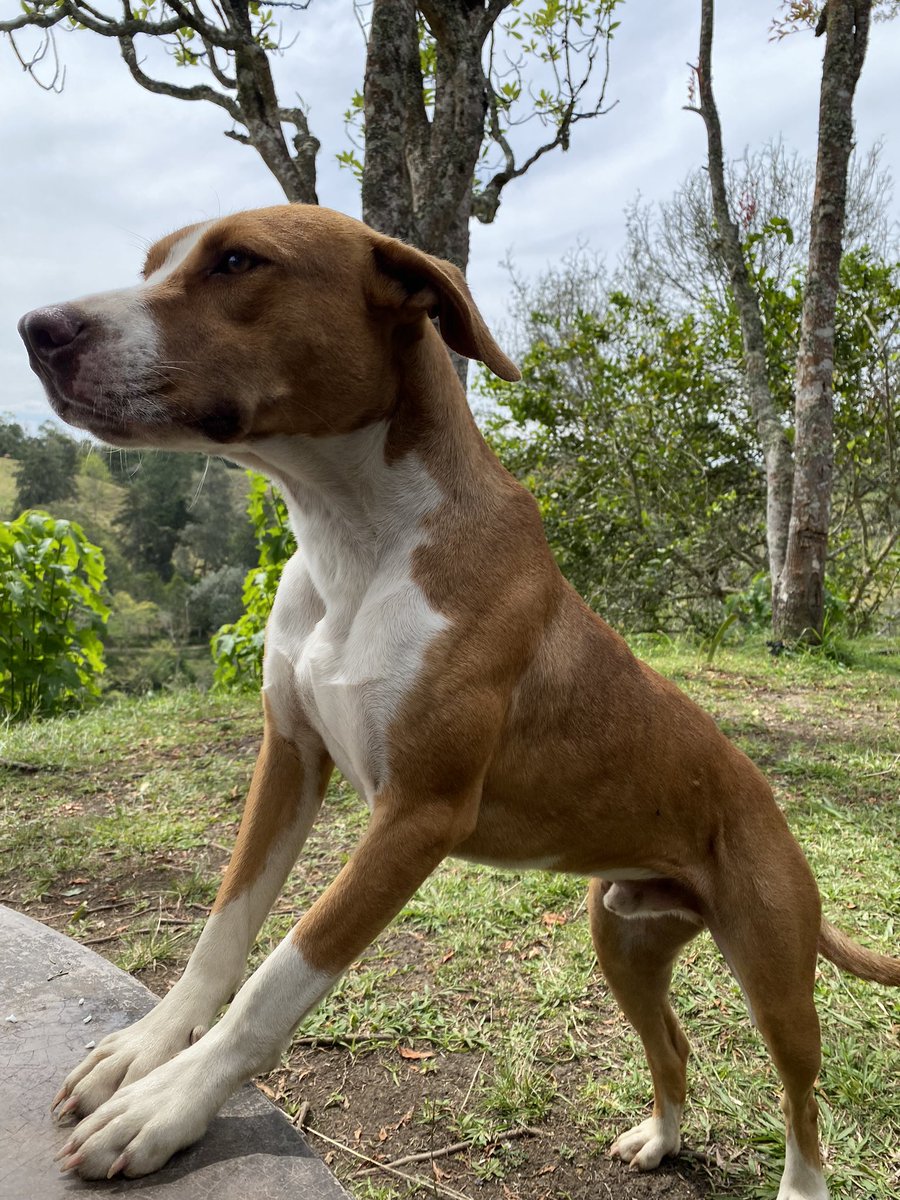 lamalapatodos's tweet photo. Hola amicos, vengo a pedir su ayuda, estoy trabajando en una finca en santuario y hay un perrito que unos venezolanos se fueron y dejaron abandonado, y el perrito no puede estar aquí porque se están certificando en unas cosas, además no hay quien se encargue del todo de él https://t.co/lokapQ6oK0