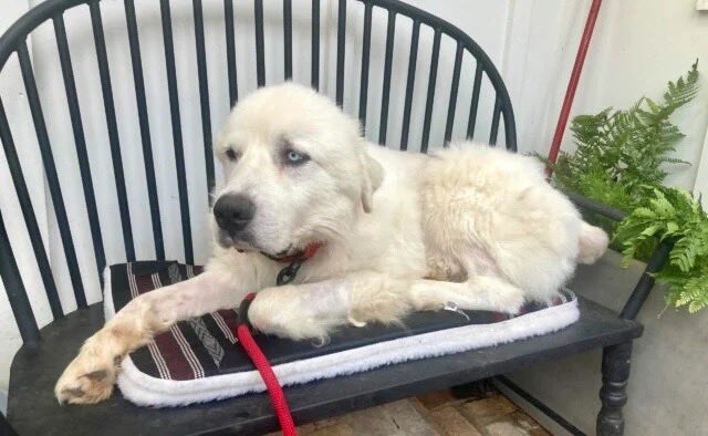 dog_rates's tweet photo. Casper required multiple surgeries and was at the emergency vet for over two weeks. When he got home, he took plenty of time off, continuing to recover inside. We assume he’s already been named employee of the month, but we’re also giving Casper our highest honor, a 15/10. https://t.co/q9GvxzPskO