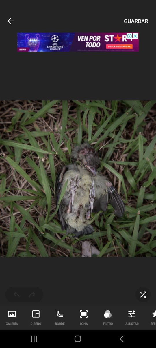 FundacionToby's tweet photo. Amigos pedimos de su ayuda para hacer este caso viral y así poder llamar la atención de las autoridades 

Las pruebas son desgarradoras, por favor, lean y compartan el hilo de Andy https://t.co/WzmSLqfLlI