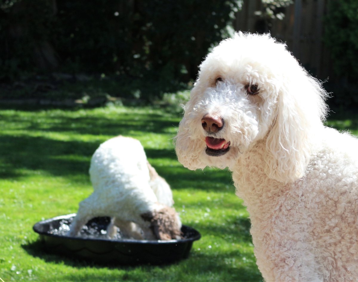 DoodleNessa's tweet photo. Macie: One of us believes this is a pool...
#EverybodyIntoThePool
#DogsOfX
#DogsOfTwitter https://t.co/aqM7Jcrpyt