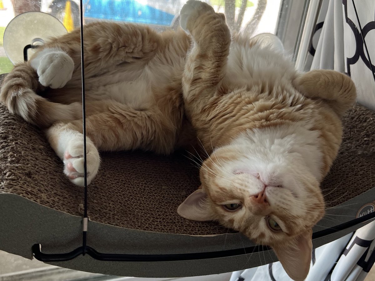 JortsTheCat's tweet photo. I can’t answer your call at this time because I’m busy being a silly guy. Leave a message if you want beeeep https://t.co/L7oZYwWNZZ