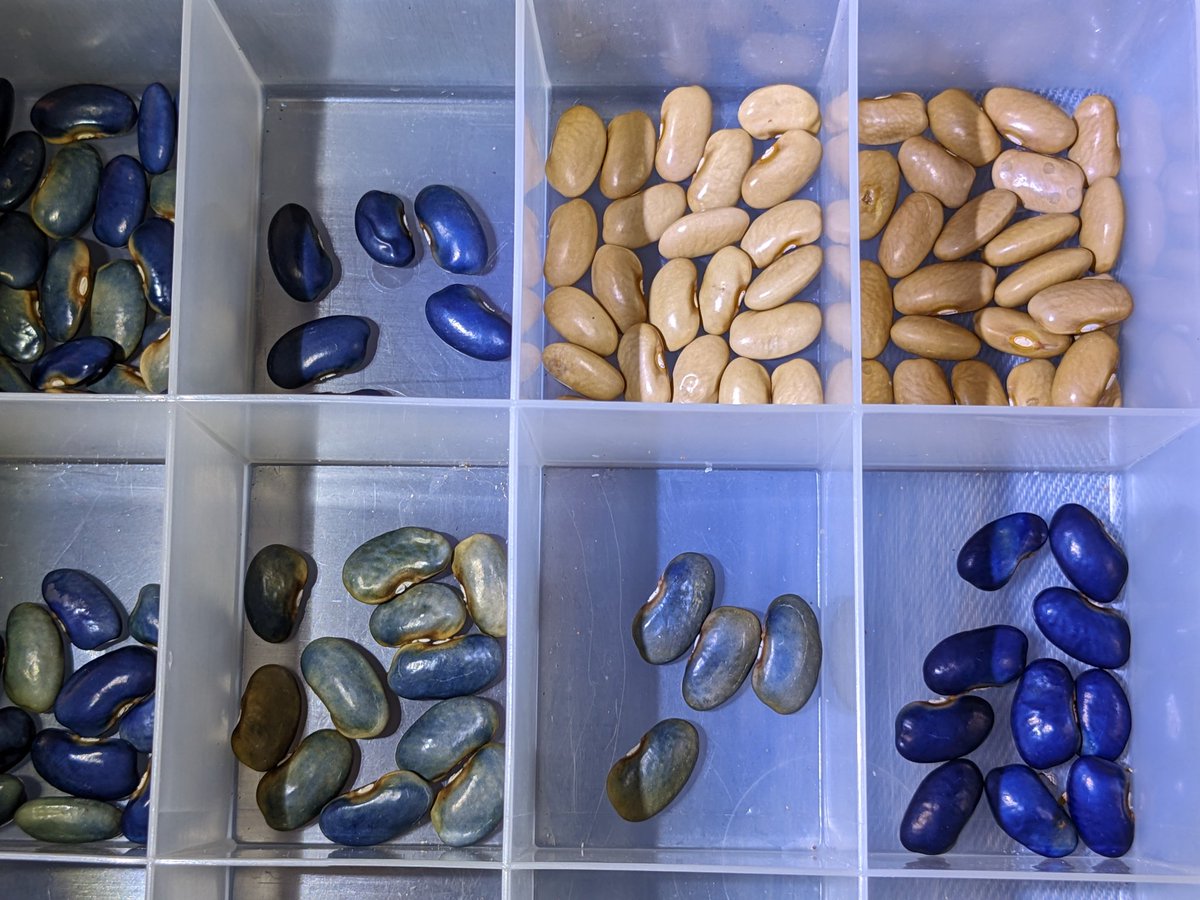 thebiologistisn's tweet photo. Most of the seed saved from last year were from one plant, which was carrying a recessive allele for tan seeds.
The blue color seems to be partially impacted by temperature, but there are recessive alleles too, making it hard to be sure what's going on.
#BlueBeanProject https://t.co/GtuyBjZFi3