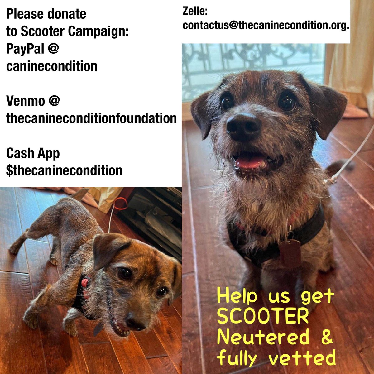 The Canine Condition Foundation tweet media